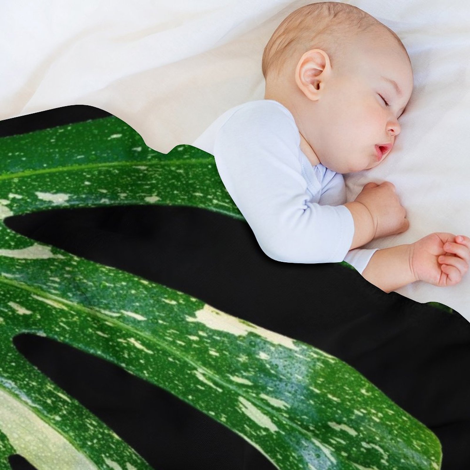 Selimut Monstera Thai Constell - Monstera Thai Constellation ulasan dan harga